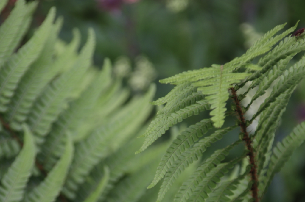 A close up of very green ferns. Spiky green leaves curl to the left, as another leaf which is more in focus curls towards the camera. Their stems are brown. They are soft but spiky with individual leaves picked out by the light and shadow.